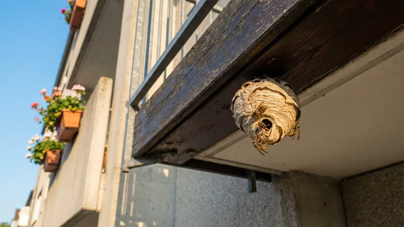 Wespen auf Balkon und Terrasse vertreiben